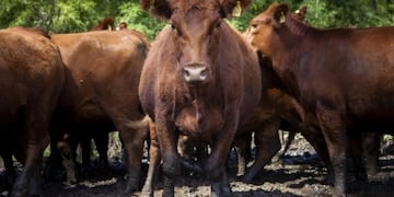 Expertos aseguran que no se debe sacrificar a los animales\u002E