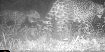 Captan a ejemplares de yaguareté en el Parque Nacional Iguazú.