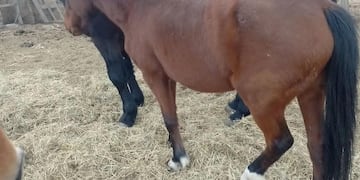 Filmaron a un hombre golpeando a un grupo de caballos en la ciudad de Alta Gracia. (Imagen Ilustrativa)
