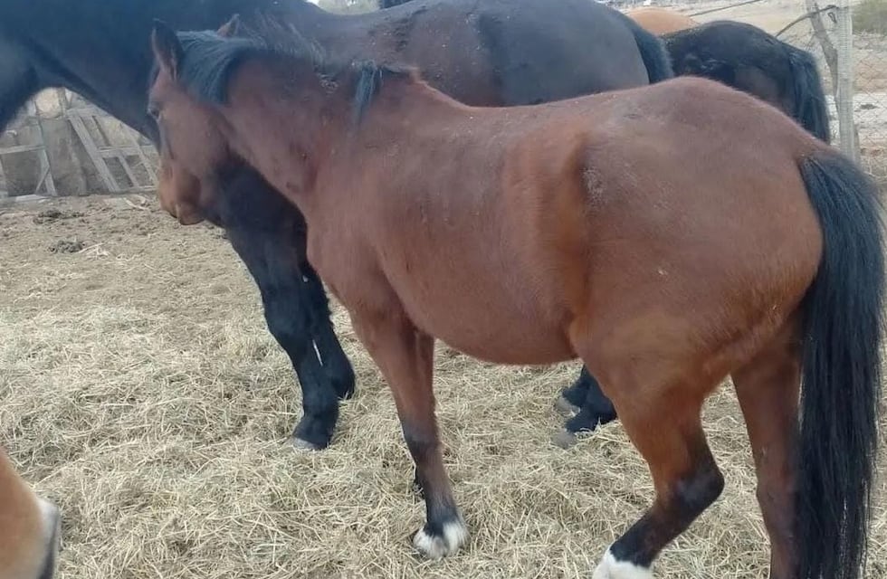 Indignante: filmaron a un hombre golpeando brutalmente a un grupo de caballos en Alta Gracia