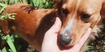 Una pareja sanjuanina pide desesperadamente dar con el paradero de su perrita, la cual se extravió en una mudanza