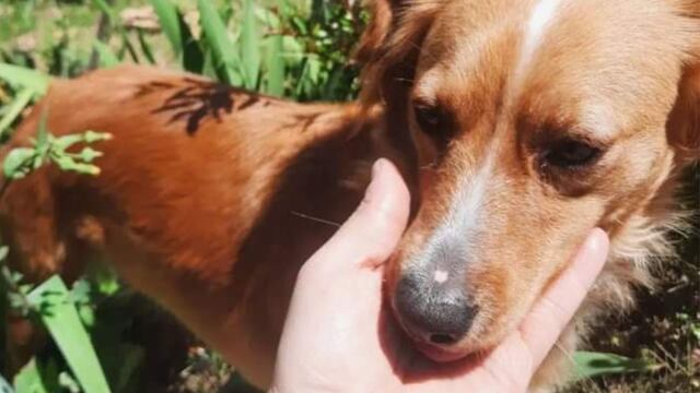 Una pareja sanjuanina pide desesperadamente dar con el paradero de su perrita, la cual se extravió en una mudanza