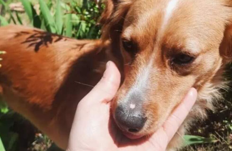 Una pareja sanjuanina pide desesperadamente dar con el paradero de su perrita, la cual se extravió en una mudanza