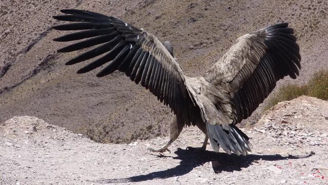 Apenas salido de la jaula, K’allpa ejercita sus enormes alas, que recuperaron plumas y fortaleza para volver a volar en los cielos de Jujuy y la cordillera de los Andes.