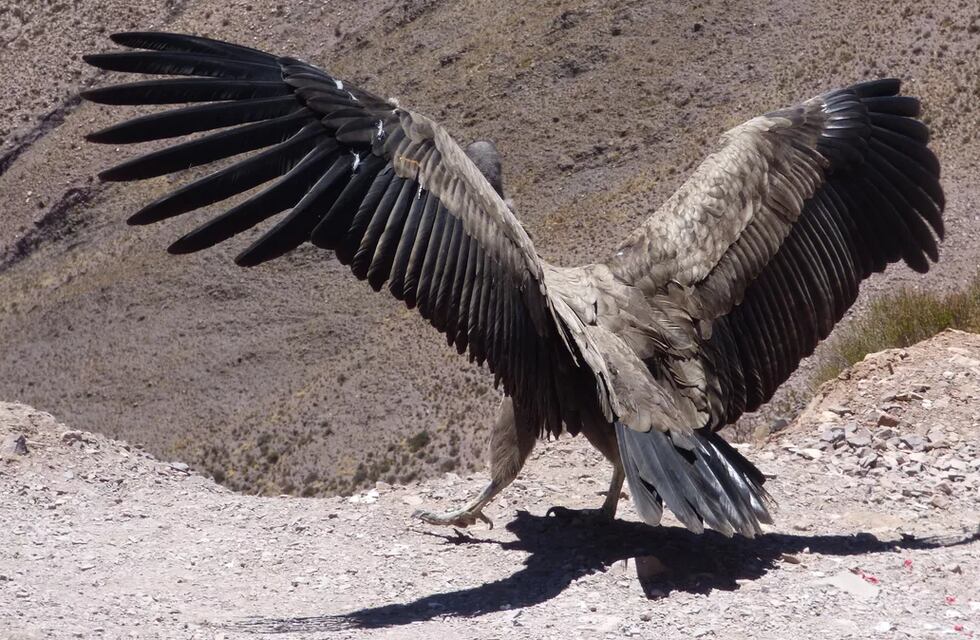 ¡Jallalla!, K’allpa pudo volver a desplegar sus alas en los cielos de Jujuy