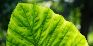 La pandemia y el cuidado del medio ambiente: la opinión de Wenceslao Mansilla