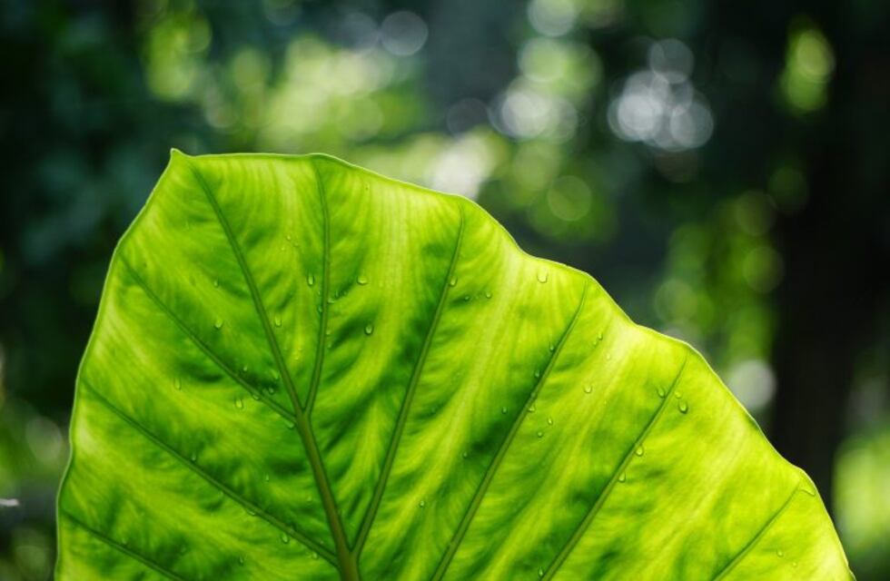 La pandemia y el cuidado del medio ambiente: la opinión de Wenceslao Mansilla