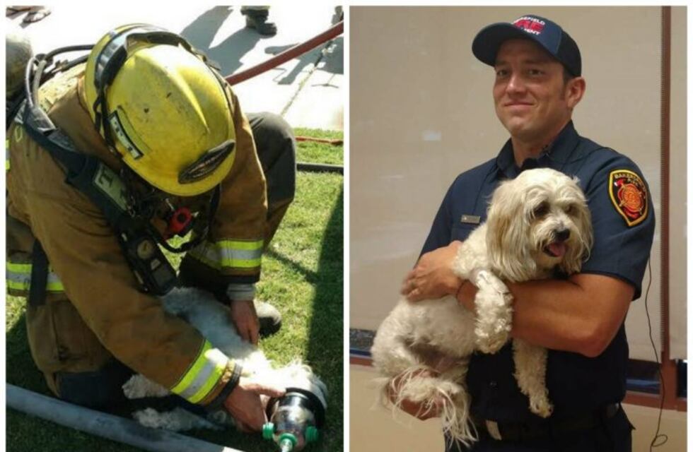 Perro vuelve de la muerte gracias a bombero héroe