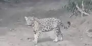 El ejemplar fue avistado mientras caminaba por una picada\u002E