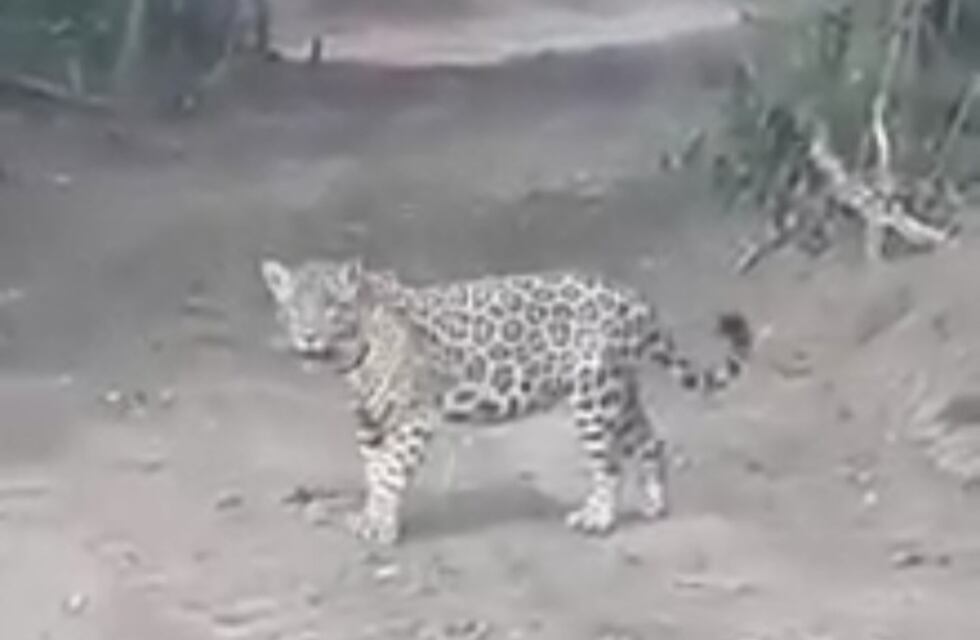 Graban un ejemplar de yaguareté en la selva misionera