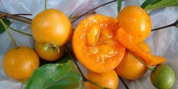 Guavirá, un fruto de la selva\u002E (WEB)