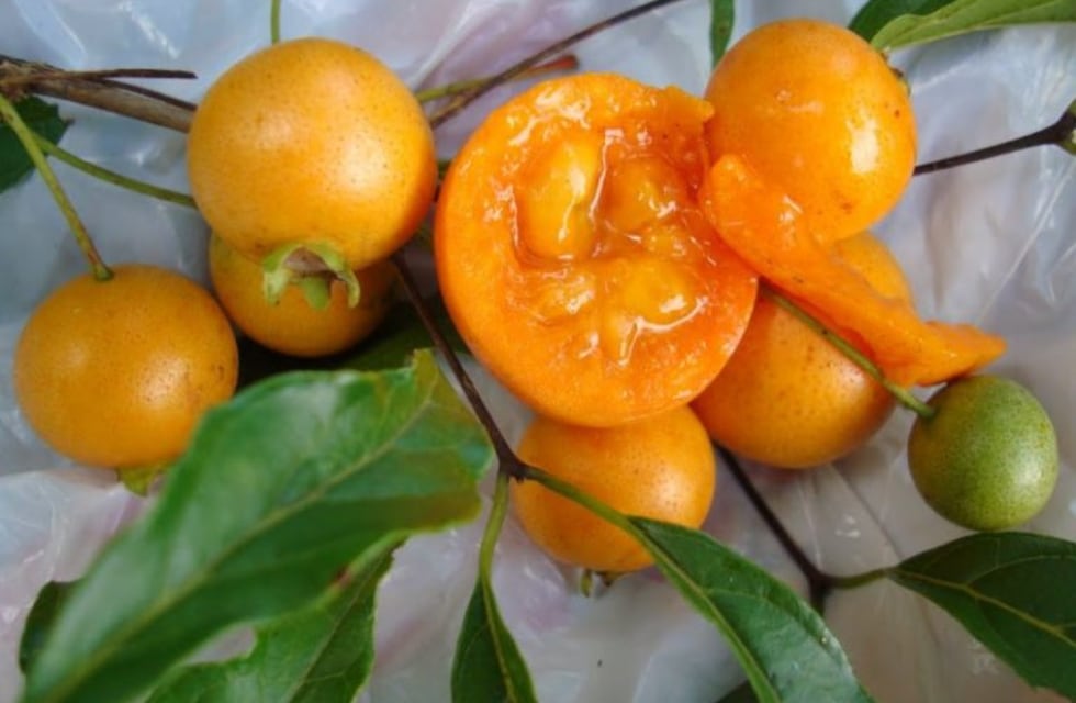 La guavirá, una baya silvestre, fue reconocida como fruta argentina