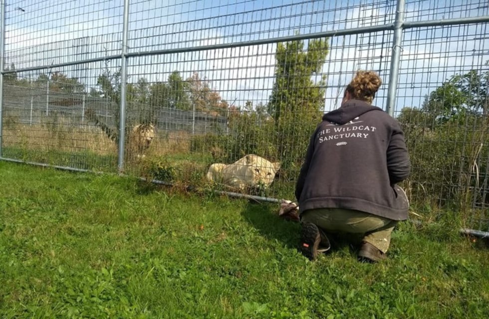 La reacción de los leones del ex Zoo porteño al llegar al santuario