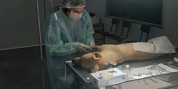 Esta semana los servicios de castración y vacunación de mascotas estarán restringidos (Municipalidad de Salta)