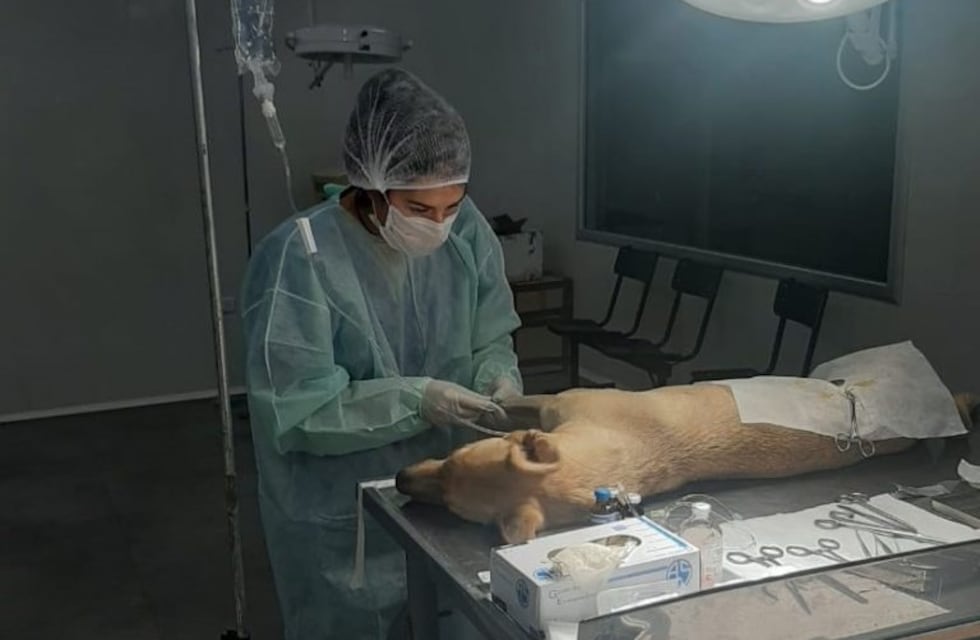 El Hospital de Salud Animal habilita un sistema de turnos online