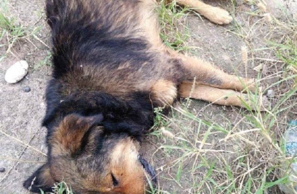 Se aplicó la Ley Sarmiento para detener a un hombre que mató a escopetazos a cuatro perros