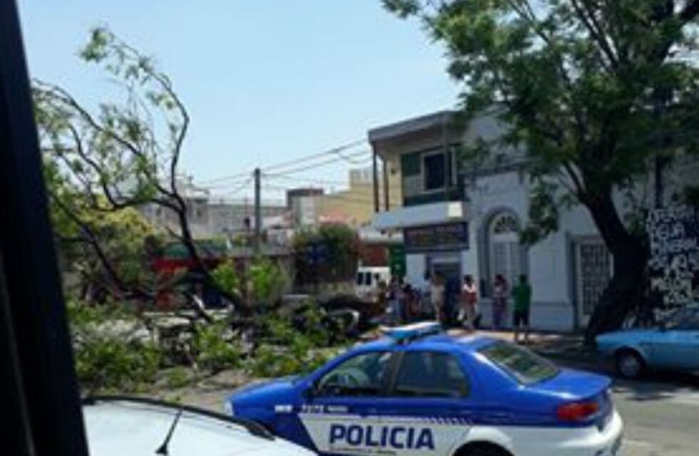 Cayó un árbol encima del auto: se salvaron de milagro