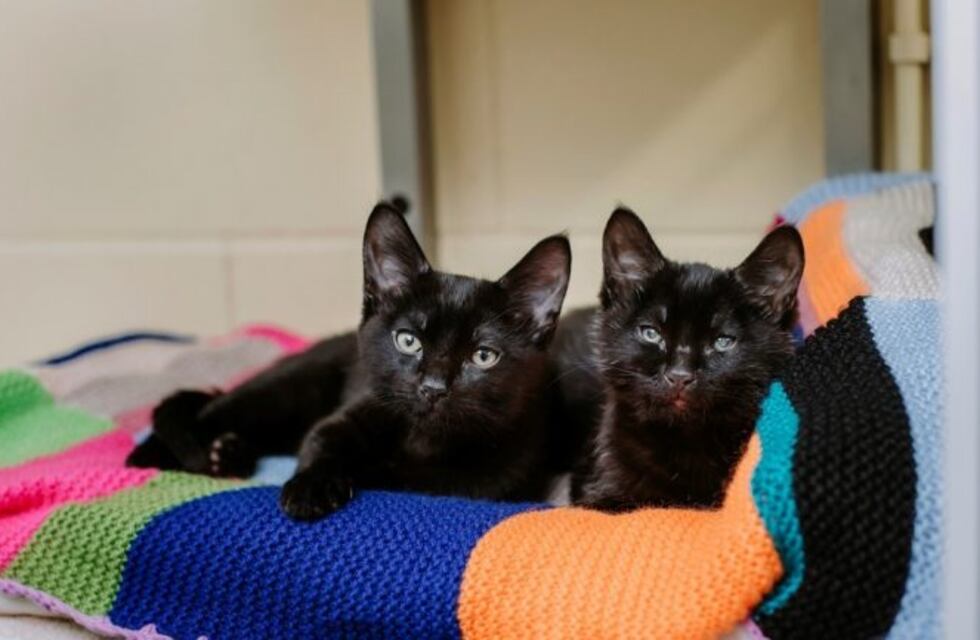 Un gatito protegió a su hermano ciego para salvarlo de morir congelado