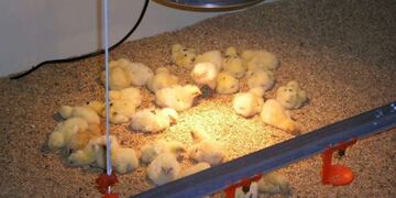 cría de pollitos calentados por lámparas