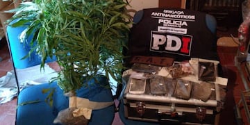 Las fuerzas provinciales incautaron plantas de marihuana en el marco de la pesquisa\u002E (@minsegsf)