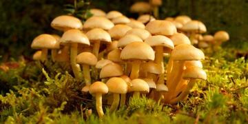 hongos comestibles