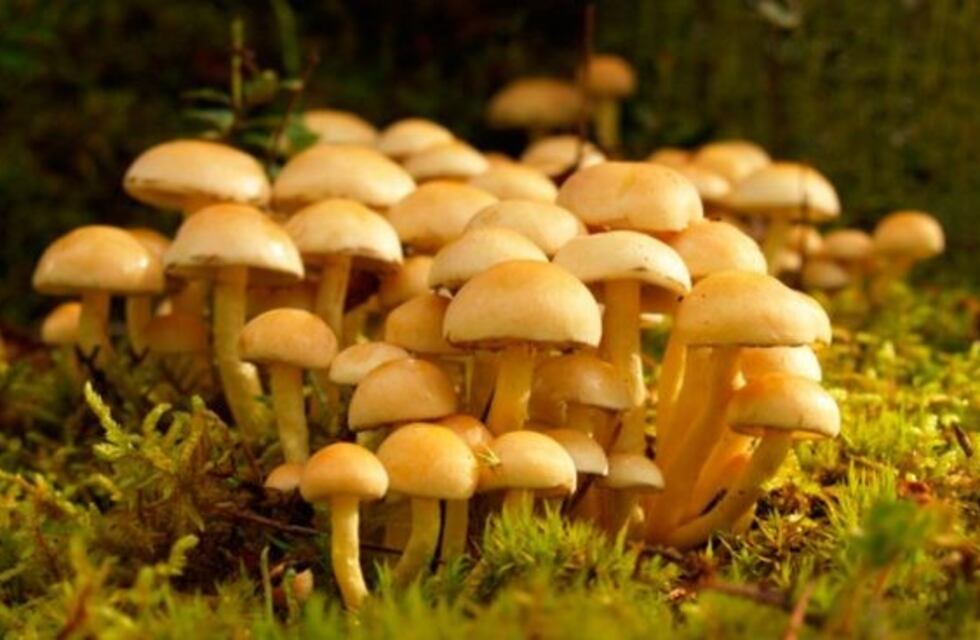 Comenzaron a desarrollar una aplicación para identificar hongos comestibles en Río Negro