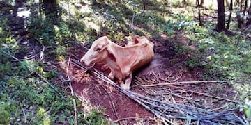 Rabia paresiante, un brote detectado en San Pedro, Misiones\u002E (Senasa)