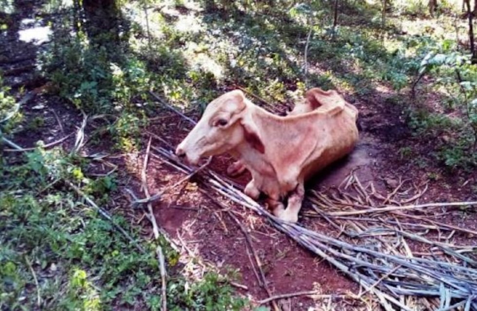 Confirman un brote de rabia paresiante en bovinos de San Pedro