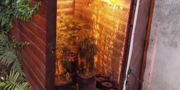 Los policías detectaron un indoor con 4 plantas de marihuana\u002E (Rosario3)