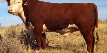 Preparan el primer Festival de la Guampa en Empedrado