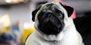 Biggie the pug poses for photos at the Westminster Kennel Club Dog Show, Monday, Feb\u002E 11, 2019, in New York\u002E (AP Photo/Nat Castaneda) nueva york eeuu exposicion canina Westminster Kennel Club evento Mejor de Raza exhibicion concurso de perro perros