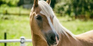 Una yegua cayó a un pozo y murió\u002E (Archivo)