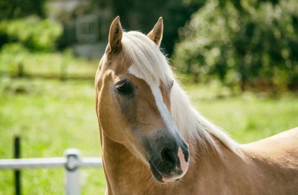 Yegua preñada cayó a un pozo y murió cuando intentaban rescatarla