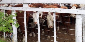 Exposición rural en Cármen de Patagones (Foto: Agencia Patagones)\u002E