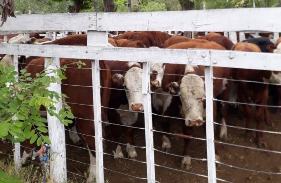 Comenzó una nueva edición de la expo rural en Patagones