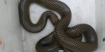 Alarma por aparición de reptiles en zonas urbanas