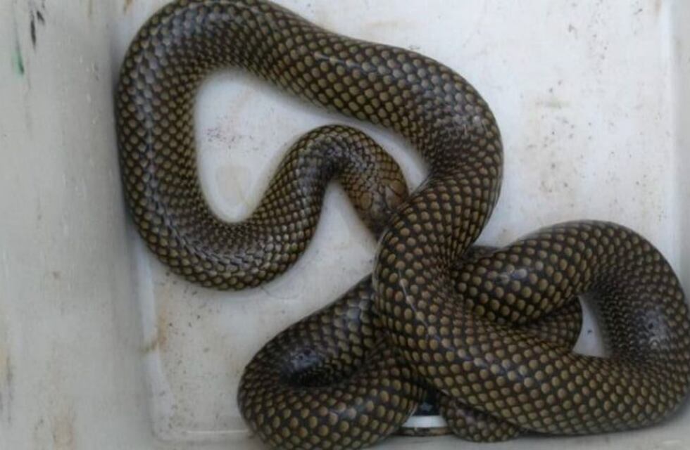 Alarma por aparición de reptiles en zonas urbanas