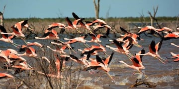Flamencos en Miramar de Ansenuza