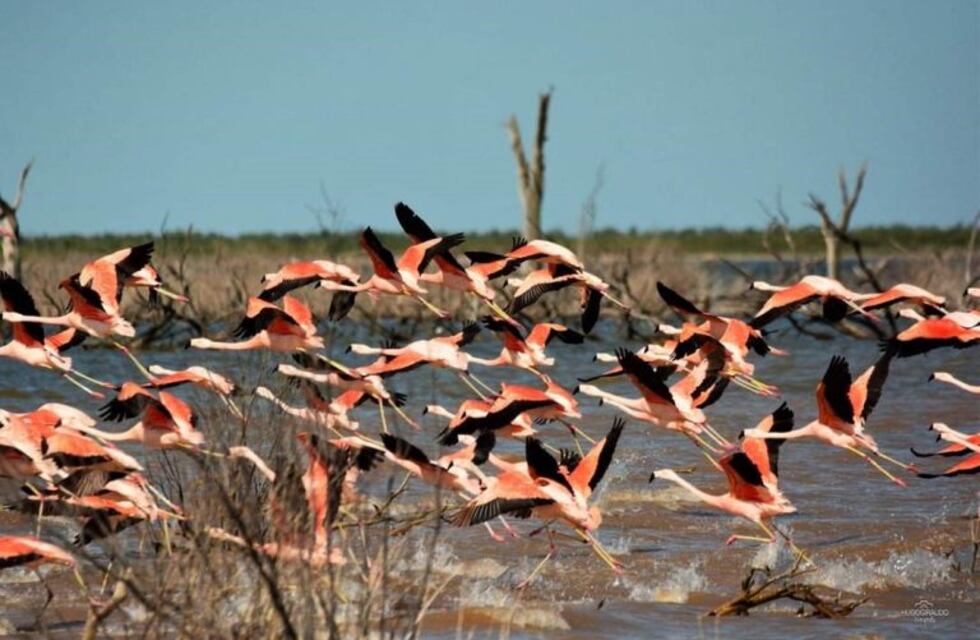 Censaron a los flamencos de la Laguna Mar Chiquita