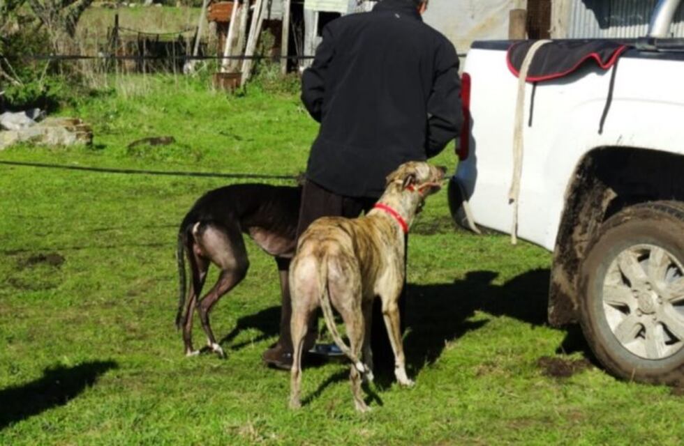 Detienen a un hombre y rescatan a 15 galgos utilizados para carreras