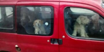 Perros encerrados en un auto en Villa Carlos Paz\u002E