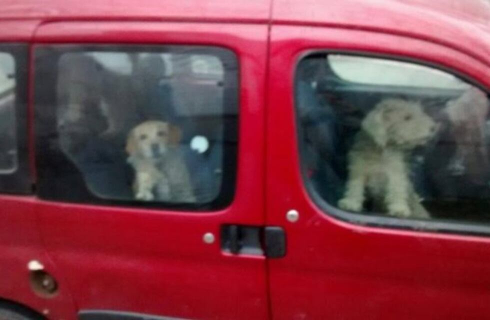 Carlos Paz: indignación por cuatro perros encerrados en un auto