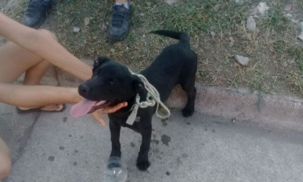 El perrito se había lesionado en las patas a raíz del maltrato\u002E
