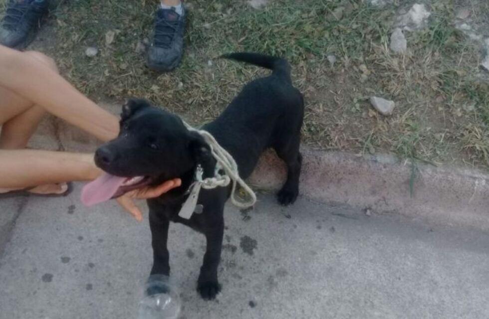 Detenido por arrastrar a su perro con una soga y a la par de su moto