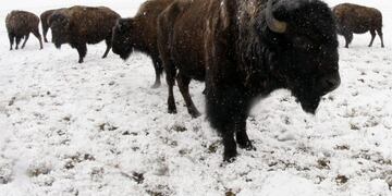Un bisonte levantó por el aire a una nena de nueve años en un parque de Estados Unidos\u002E (AP)