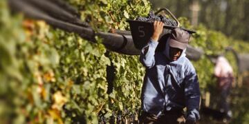 Cosecha de uva Mendoza