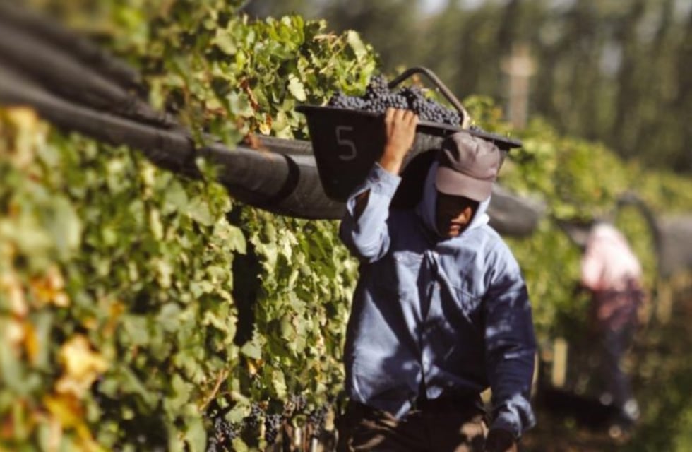 Preocupa que los trabajadores "golondrinas" no lleguen a las cosechas en Mendoza