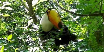 El tucán fue rescatado por vecinos de Colonia Caroya y liberado en el Chaco\u002E