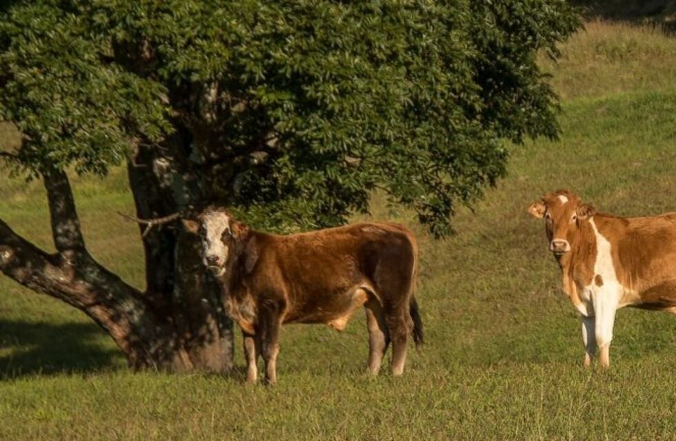 Panambi: el SeNaSA confirmó un brote de rabia paresiante en Panambí