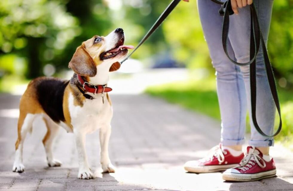 Los perros no podrán andar sin correa